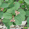 Blütenfoto Cotoneaster tomentosus