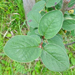 Blätterfoto Cotoneaster tomentosus