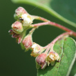 Blütenfoto Cotoneaster tomentosus
