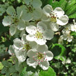 Portraitfoto Crataegus laevigata