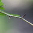 Stängel-/Stammfoto Crataegus monogyna