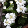 Bl&uuml;tenfoto Crataegus monogyna