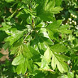 Blätterfoto Crataegus monogyna