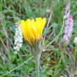 Foto Kelch Crepis alpestris