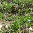 Habitusfoto Crepis alpestris