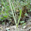 Stängel-/Stammfoto Crepis alpestris