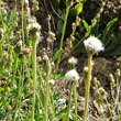 Fruchtfoto Crepis alpestris