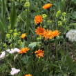 Habitusfoto Crepis aurea