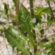 Blätterfoto Crepis biennis