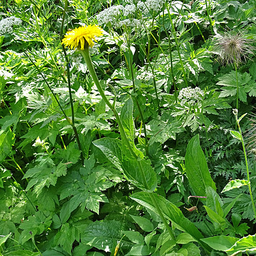 Habitusfoto Crepis bocconei