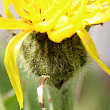 Foto Kelch Crepis bocconei