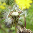 Fruchtfoto Crepis capillaris