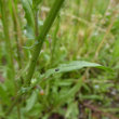 Stängel-/Stammfoto Crepis capillaris