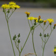 Foto von Besonderheit Crepis capillaris