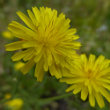 Portraitfoto Crepis capillaris