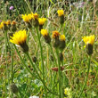 Blütenfoto Crepis conyzifolia