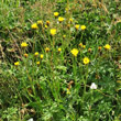 Habitusfoto Crepis conyzifolia