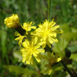 Portraitfoto Crepis praemorsa