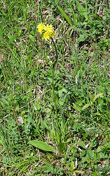 Habitusfoto Crepis praemorsa