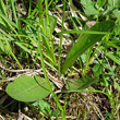Blätterfoto Crepis praemorsa