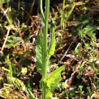 Stängel-/Stammfoto Crepis pulchra