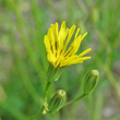 Portraitfoto Crepis pulchra