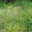 Habitusfoto Crepis pulchra
