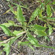 Blätterfoto Crepis pulchra