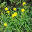 Habitusfoto Crepis pyrenaica