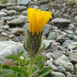 Portraitfoto Crepis rhaetica