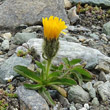Habitusfoto Crepis rhaetica