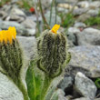 Foto von Besonderheit Crepis rhaetica