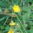 Blütenfoto Crepis setosa