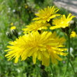 Portraitfoto Crepis vesicaria subsp. taraxacifolia