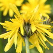 Blütenfoto Crepis vesicaria subsp. taraxacifolia