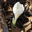 Blütenfoto Crocus albiflorus