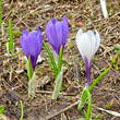 Habitusfoto Crocus albiflorus