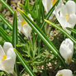 Blätterfoto Crocus albiflorus