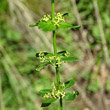 Portraitfoto Cruciata glabra