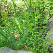 Habitusfoto Cruciata glabra