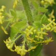 Stängel-/Stammfoto Cruciata laevipes