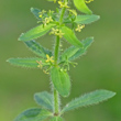Blätterfoto Cruciata laevipes