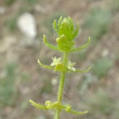 Blütenfoto Cruciata pedemontana