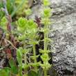 Habitusfoto Cruciata pedemontana