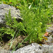 Portraitfoto Cryptogramma crispa