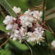 Blütenfoto Cuscuta epithymum