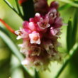 Blütenfoto Cuscuta europaea