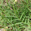 Blätterfoto Cynodon dactylon