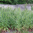 Habitusfoto Cynoglossum officinale