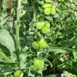 Fruchtfoto Cynoglossum officinale